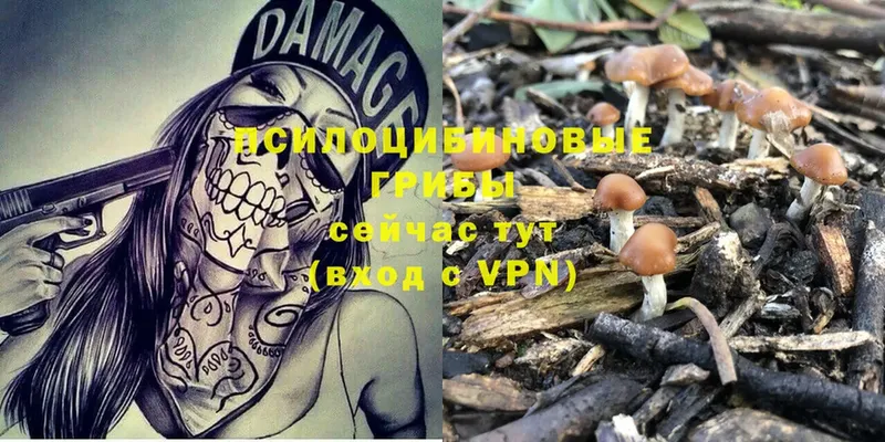 как найти   Жердевка  Галлюциногенные грибы Magic Shrooms 